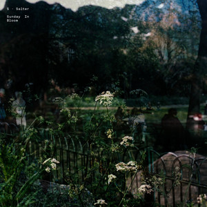 Sunday In Bloom by S. Salter