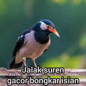 Jalak Suren Gacor Bongkar Isian