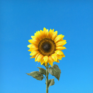 Come un girasole by Andre KoL