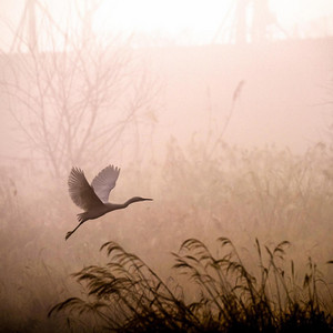 Art Music - Good morning Life