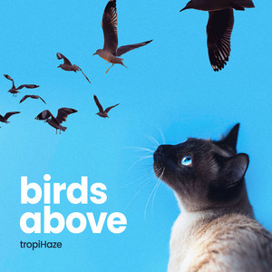 Birds Above