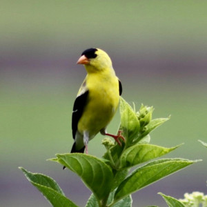 A Christian McIntosh - Tough Times