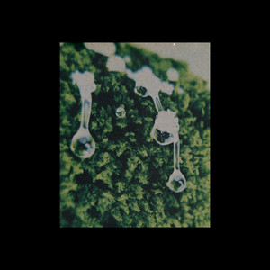 the forest smells like this by Anders Falkvard, Aqua Scholar