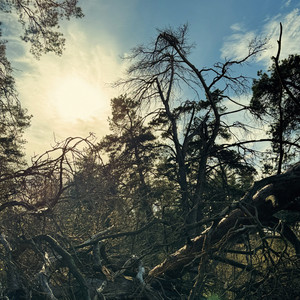 Pines​.​.​.