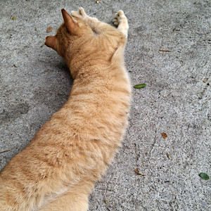 MaiM - I Need a Fat Cat
