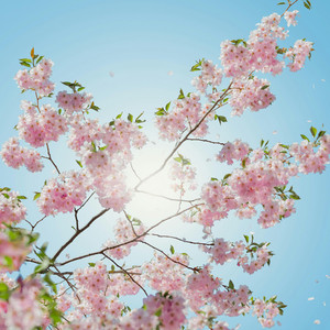 Spring sun
