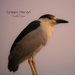Green Heron by Hearth Mason