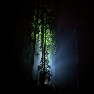 Moonshine through Pines by Toni Ludwig-Graphaüs