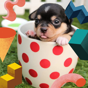 Relaxing Jazz Quartet - Background for Sleeping Pups album