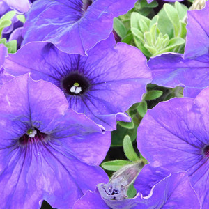 purple flower by RLK Sessions