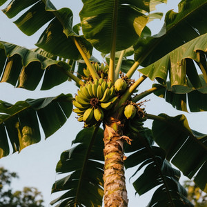 Pepesan kosong by Neneng snok