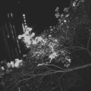 pessima by Projeto Flores, ilyushin