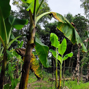 RENAND FANCT - Susah wae