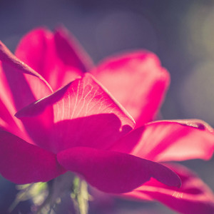 Mummy