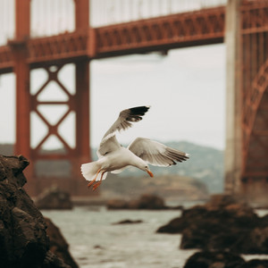Learn to fly