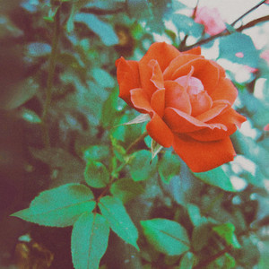 Roses For You