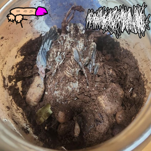 Hemon Mödaföker - o zap du e-nal-di-nho eh reau i possu provar