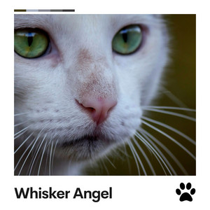 Whisker Angel album