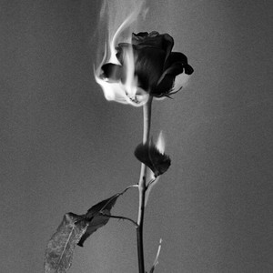 ROSES by Mathieu Reinnoth