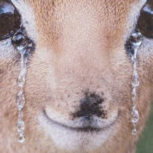 Nothing But Deer by Fetus