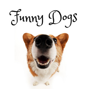 Bruno Portinho Trilhas para filmes - Funny Dogs