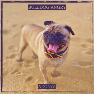 Akcaya - Bulldog Angry