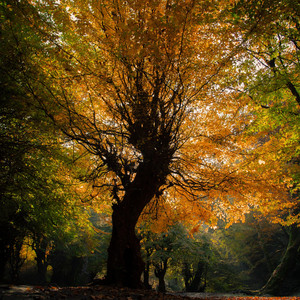 the trees and the canopies by ashley moss