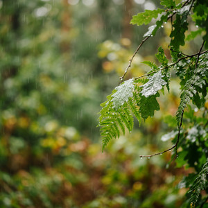 Dewdrop Sonata by Far North