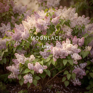 Lilac by Moonlace