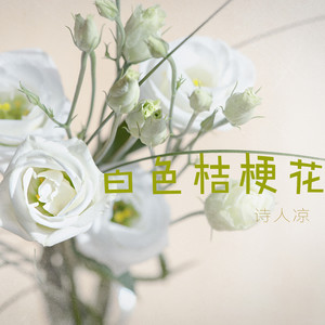 诗人凉 - 白色桔梗花