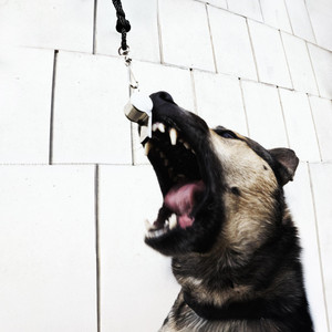 DOG WHISTLE