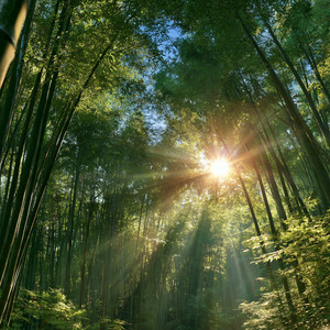 Tropical Philosophy by Bamboo Collective