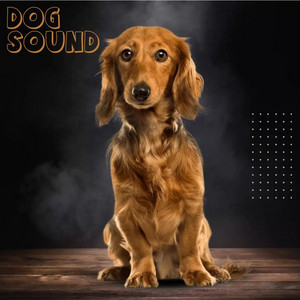 Purnima Nidhi - Dog Sound