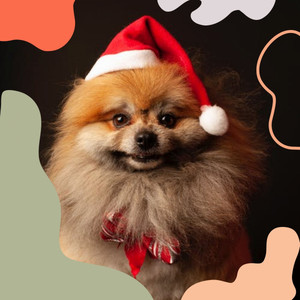 Music for Dog Therapy - Vibraphone and Tenor Saxophone album