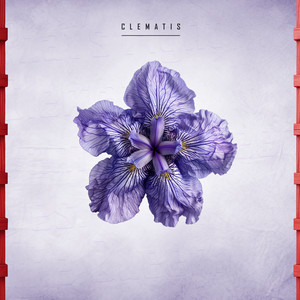 Clematis by SPRISE