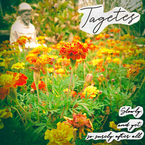Tagetes - Optimization: Poor!