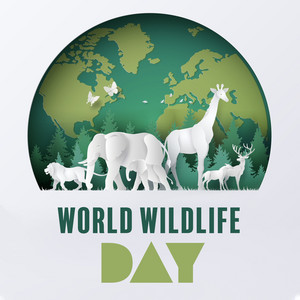 Wild World