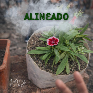 Alineado by POLY