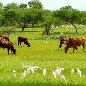 تراث غرب السودان - جراري غرب السودان