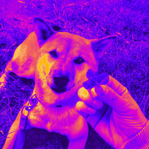 Music for Cuddly Pups album