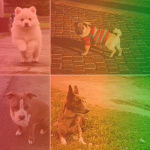 Music for Keeping Dogs Soothed album