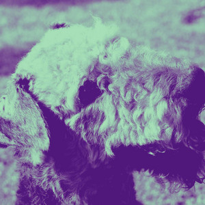Music for Curled Up Hounds - Bossa Guitar Trio with Jazz Organ album