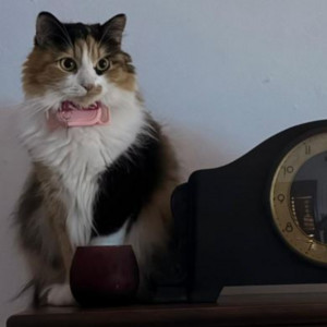 Gata Mia by Gato Léo