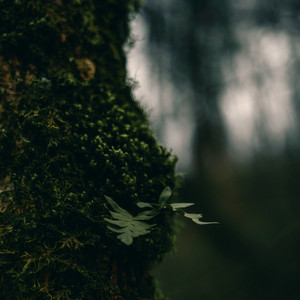 Along the Quiet Forest - Leaves and Wind by Mossveil