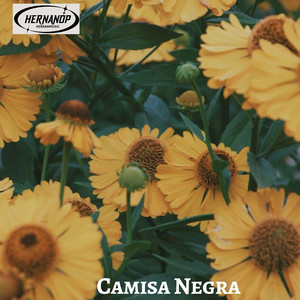 Camisa Negra by HernanOP