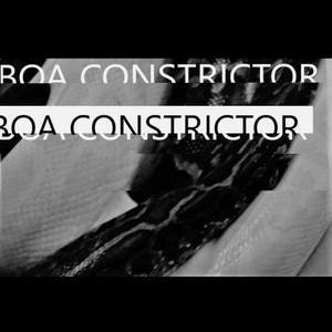 Boa Constrictor