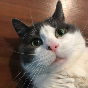 Fat Cat - Now Introducing Him