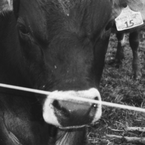 Theo Kandel — A Horse Named Friday (2026)
