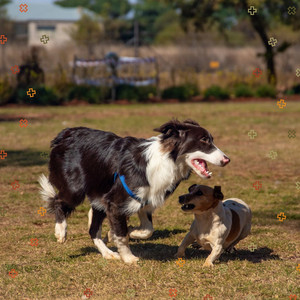 Music for Dog Relaxation album
