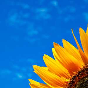 Amanda Rosa - good morning